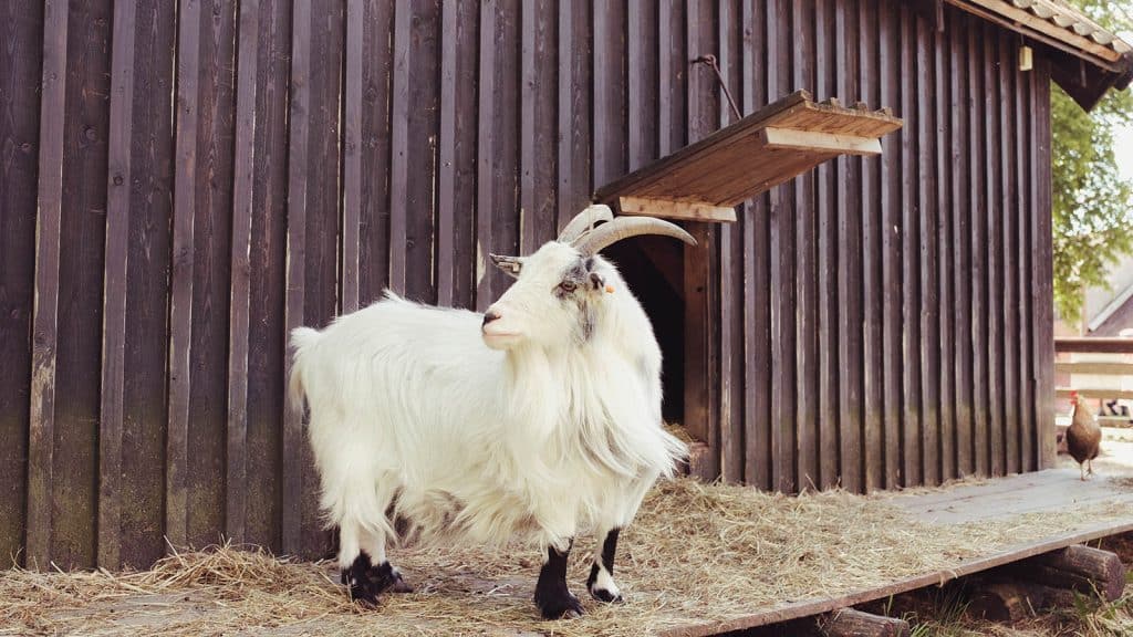 Geit står foran trebygning i Gamlebyen i Fredrikstad.
