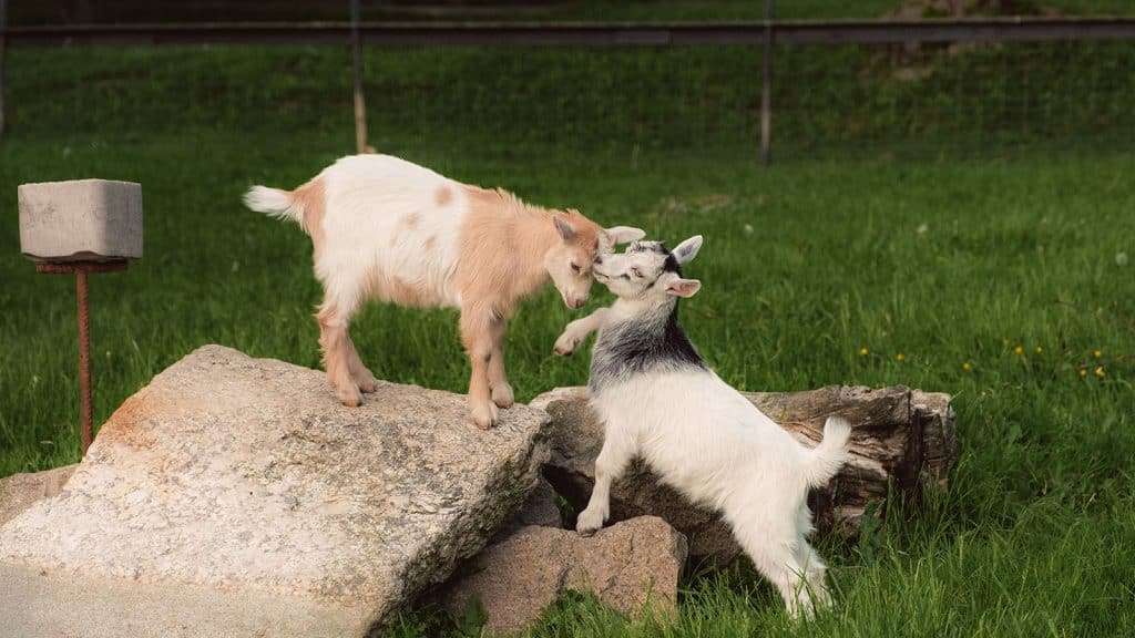 To geitekillinger leker på en stein i grønt gress