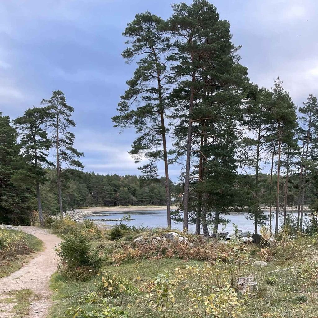 Sti gjennom skogen med utsikt mot vannet og furutrær.