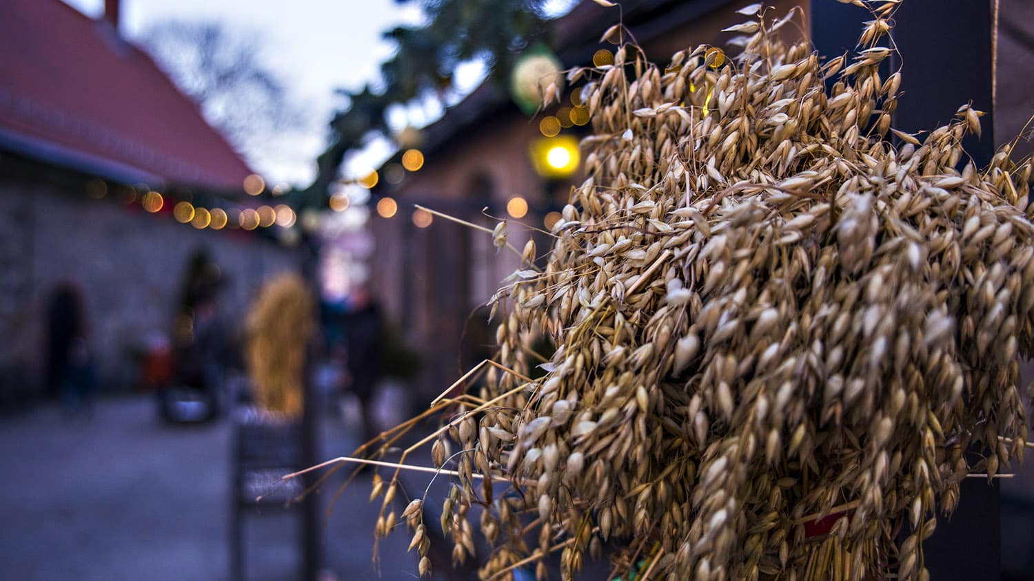 Julepyntet gate i Gamlebyen med nek i forgrunnen og lyslenker i bakgrunnen.