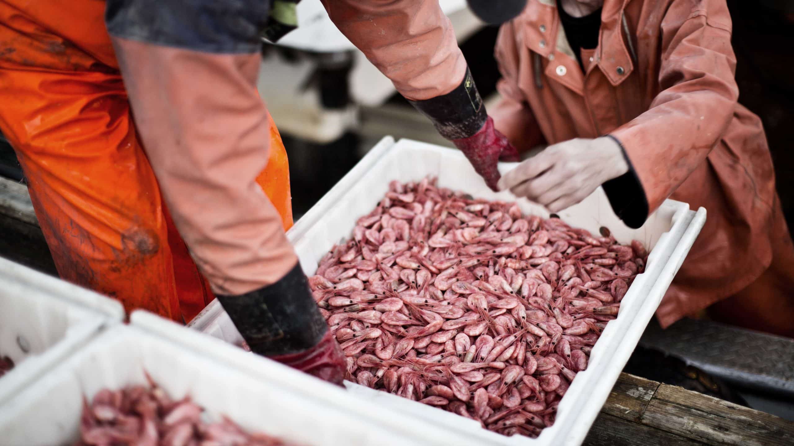 Ferske reker i kasse ved et lokalt fiskemottak